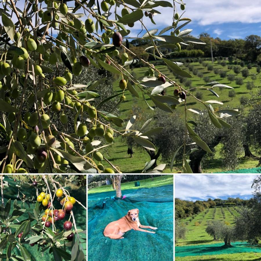 Agriturismo Poggio Del Drago Montemerano Luaran gambar